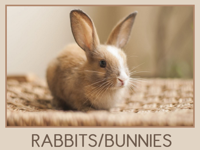 Fluffy - Rabbits & Bunnies