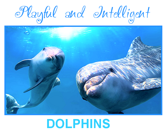 Playful and Intelligent - Dolphins