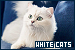 Cats: White