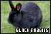 Rabbits: Black