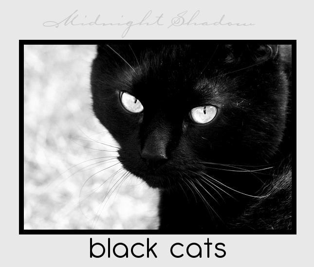 Midnight Shadow - Black Cats